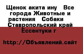 Щенок акита ину - Все города Животные и растения » Собаки   . Ставропольский край,Ессентуки г.